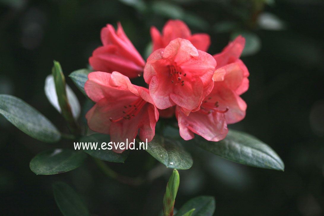 Rhododendron 'Sneezy'