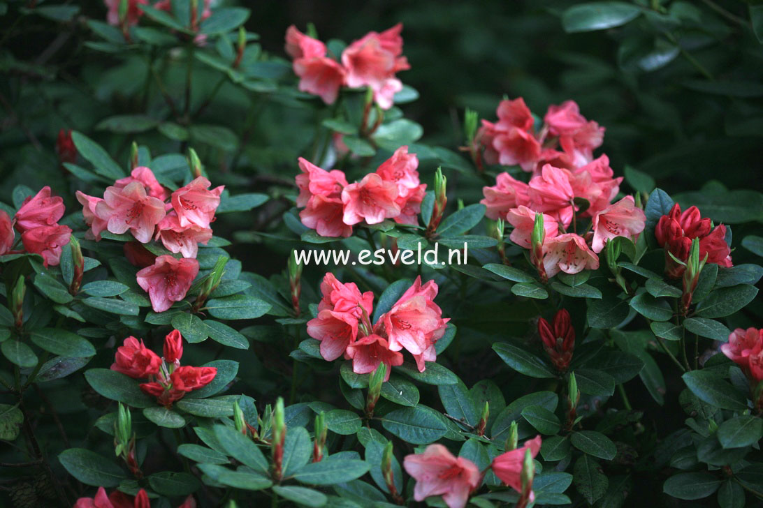 Rhododendron 'Sneezy'