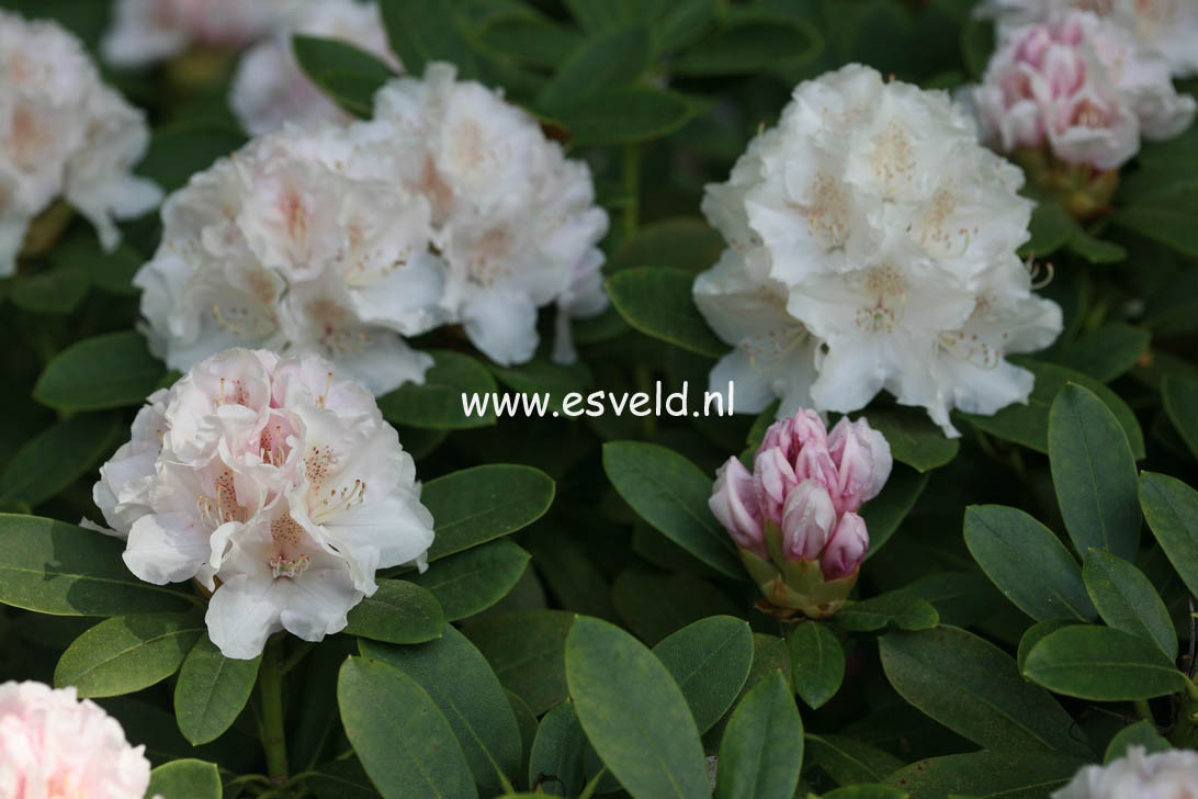 Rhododendron 'Schneekrone'