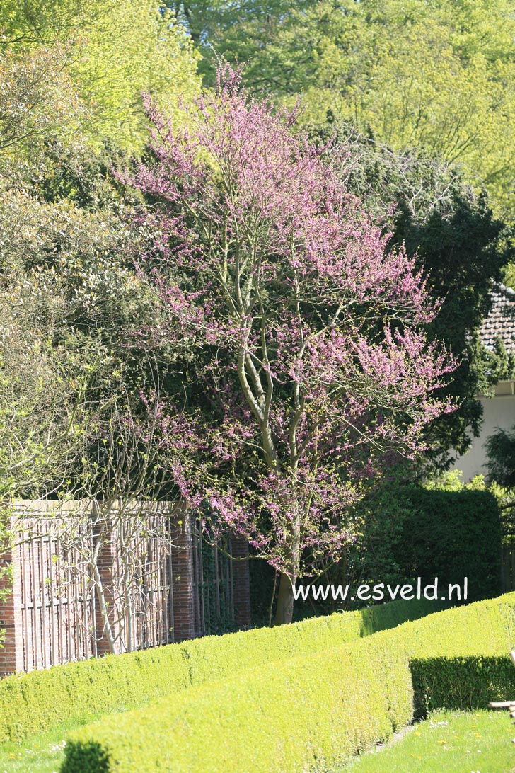 Cercis siliquastrum