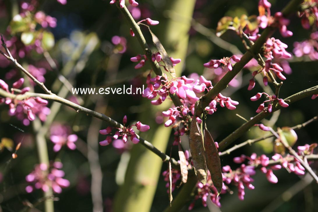 Cercis siliquastrum