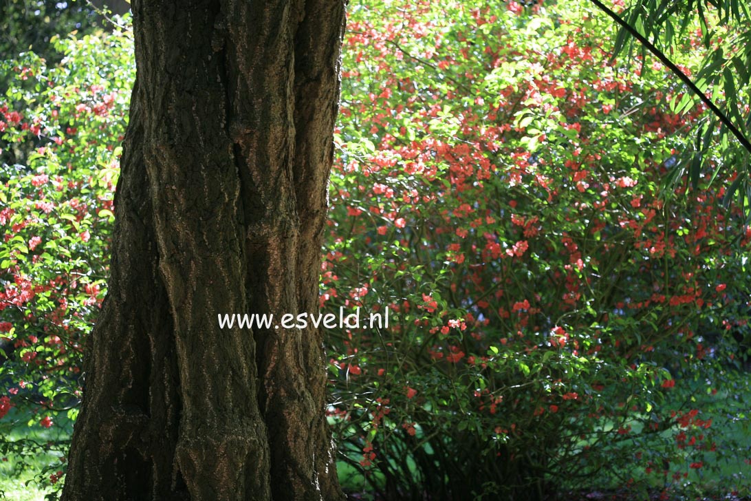 Stewartia pseudocamellia