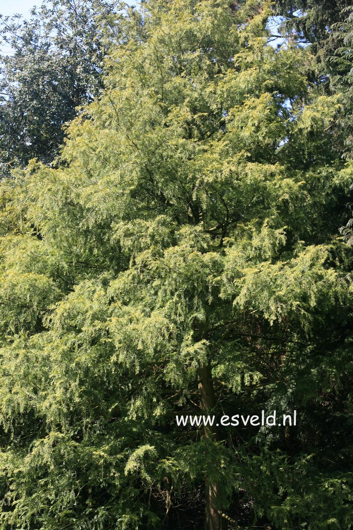 Torreya nucifera