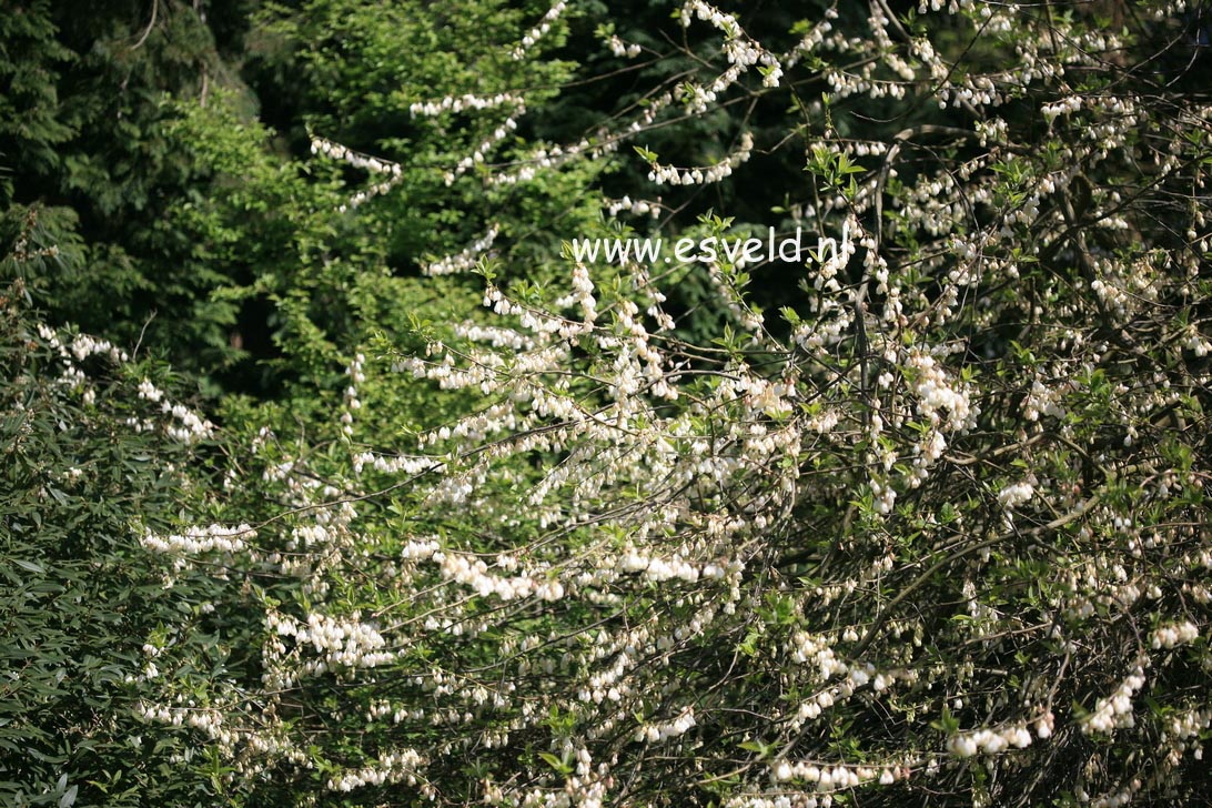 Halesia monticola