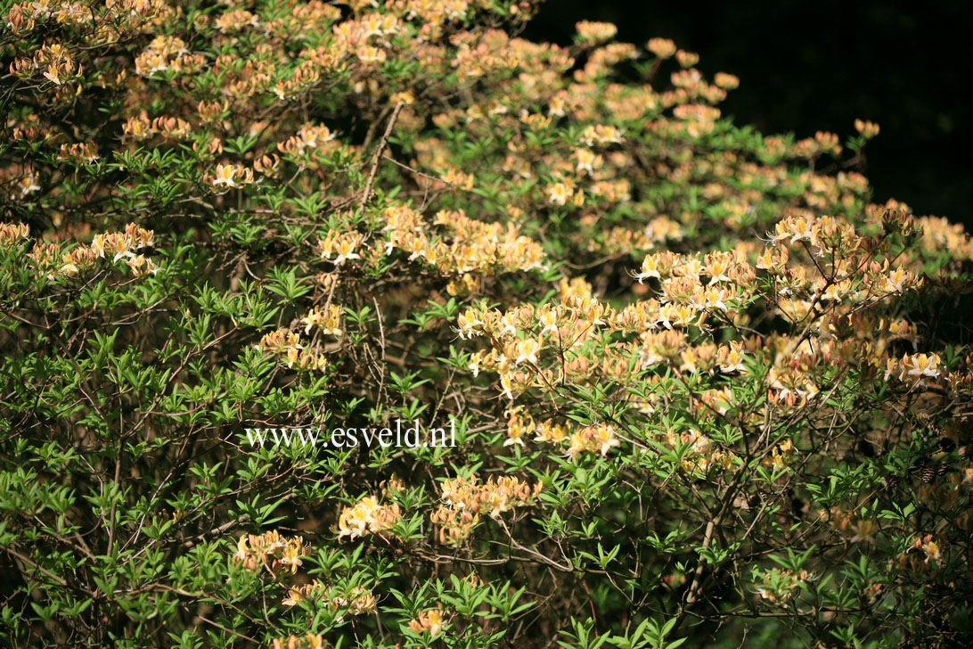 Azalea 'Arpege'