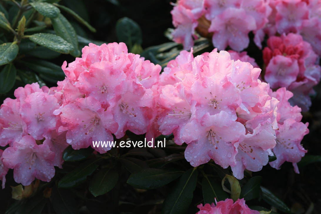 Rhododendron 'Papageno'