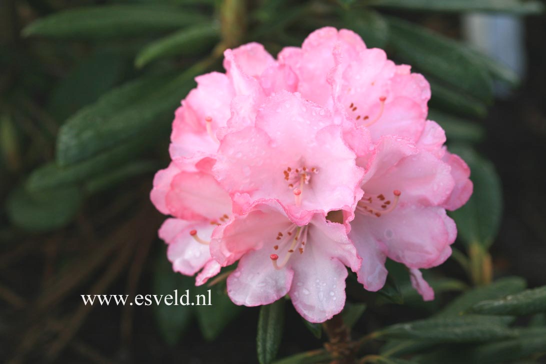 Rhododendron 'Love Song'