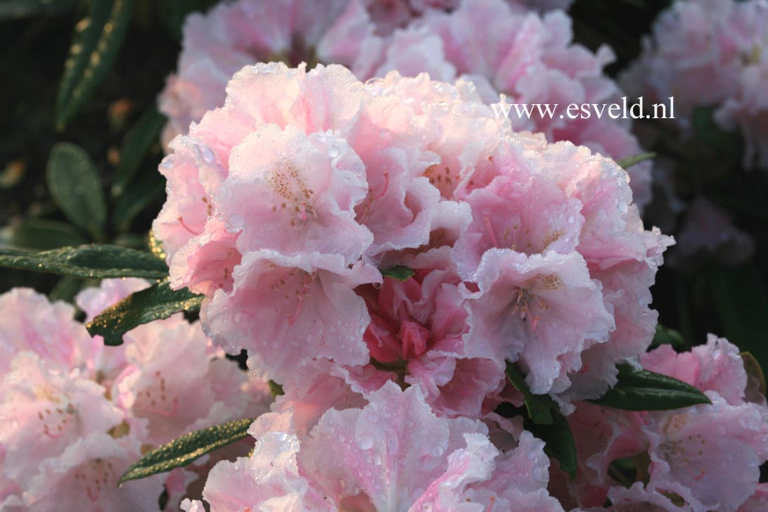 Rhododendron 'Marion Street'