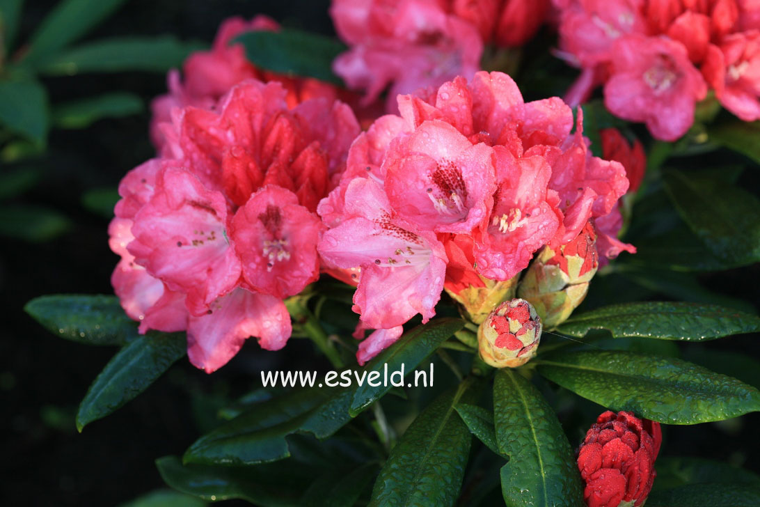 Rhododendron 'Sneezy'