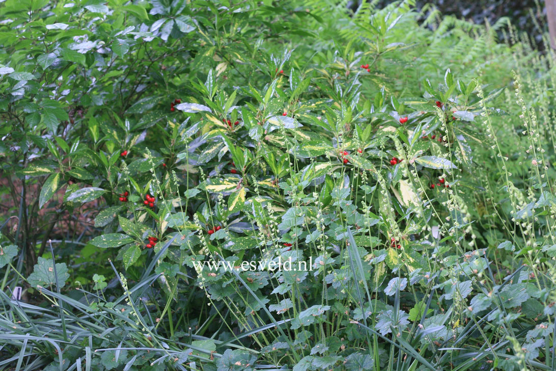 Aucuba japonica 'Variegata'