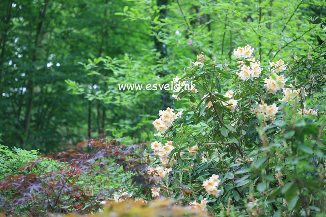 Rhododendron 'Bernstein'