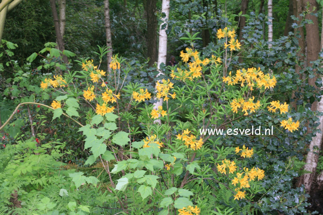 Rhododendron luteum