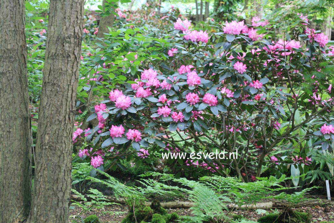 Rhododendron 'Blurettia'