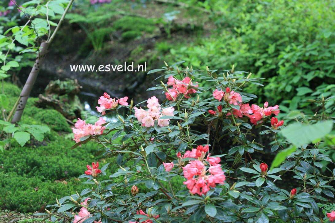 Rhododendron 'Bambi'