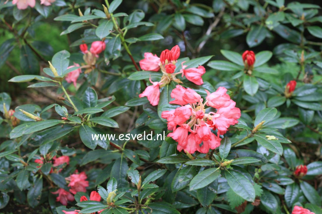 Rhododendron 'Bambi'