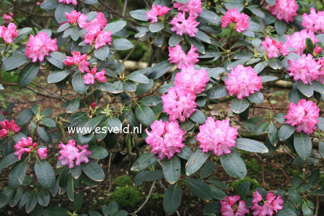 Rhododendron 'Blurettia'