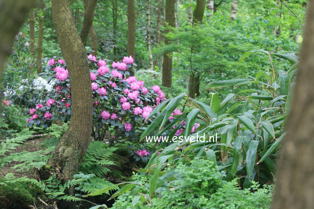 Rhododendron 'Blurettia'