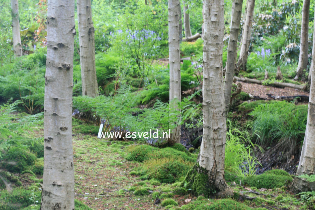 Betula pubescens