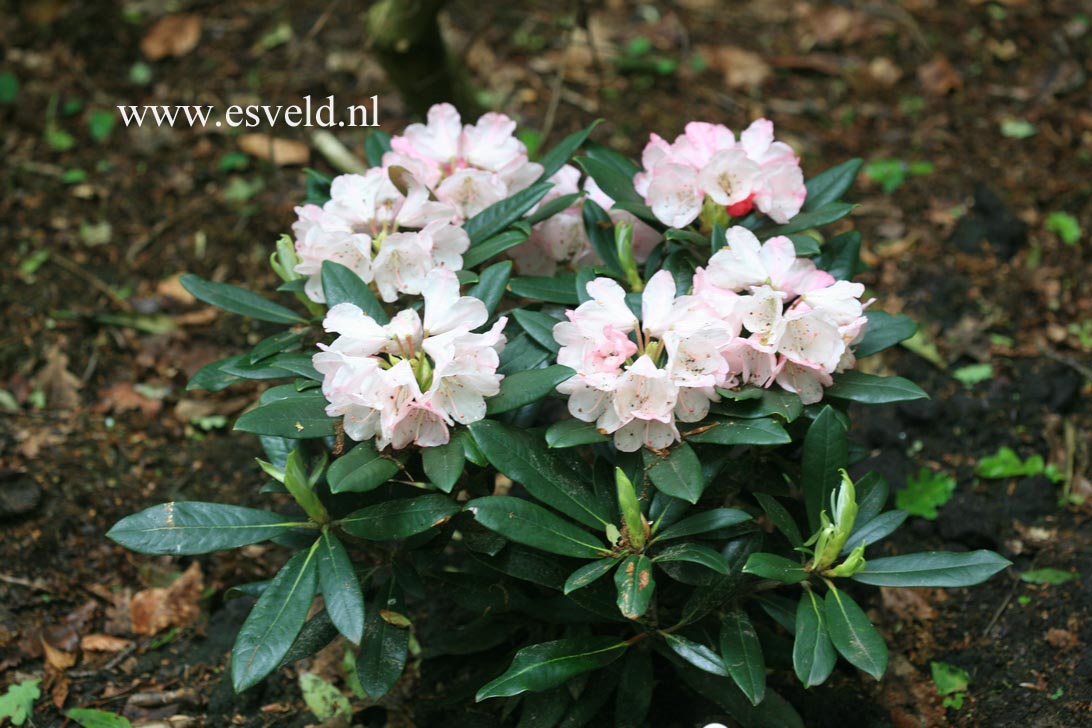 Rhododendron 'Love Song'