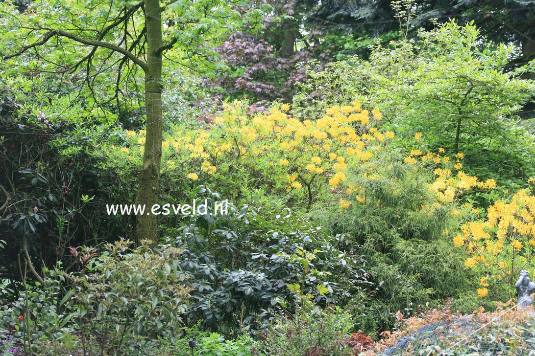 Rhododendron luteum