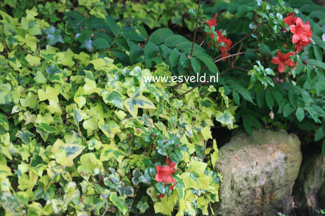 Hedera helix 'Buttercup'