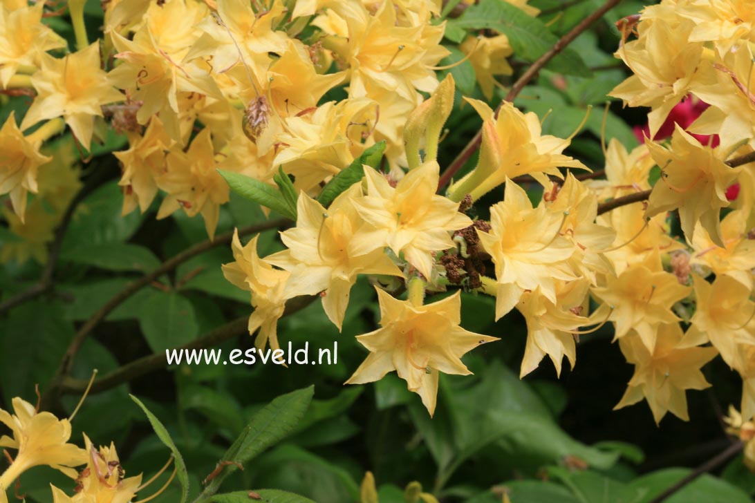 Azalea 'Narcissiflora'