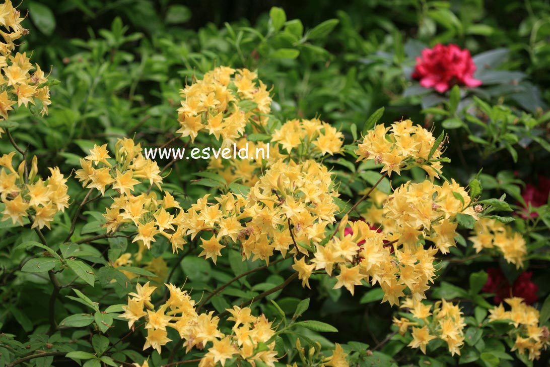 Azalea 'Narcissiflora'