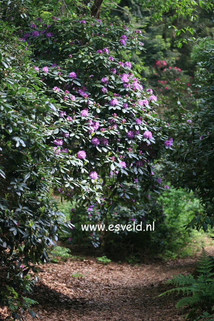 Rhododendron 'Catawbiense Grandiflorum'