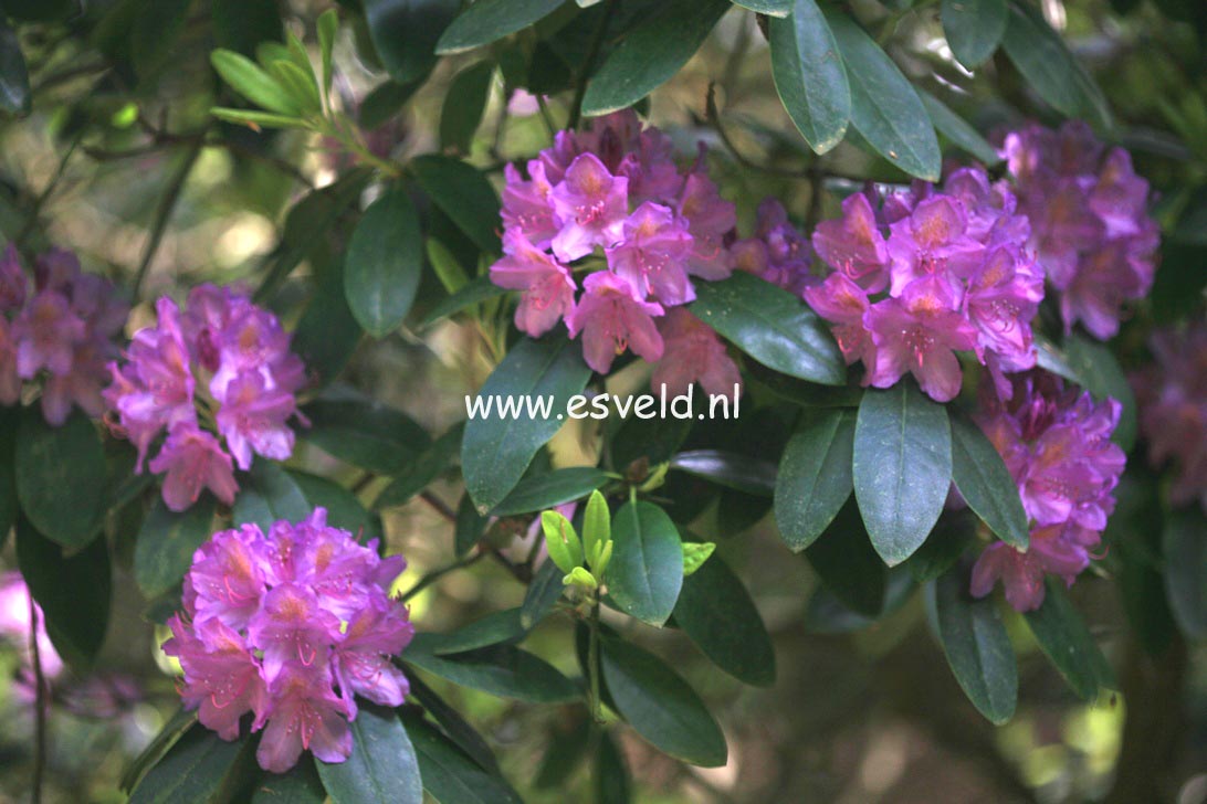 Rhododendron 'Catawbiense Grandiflorum'