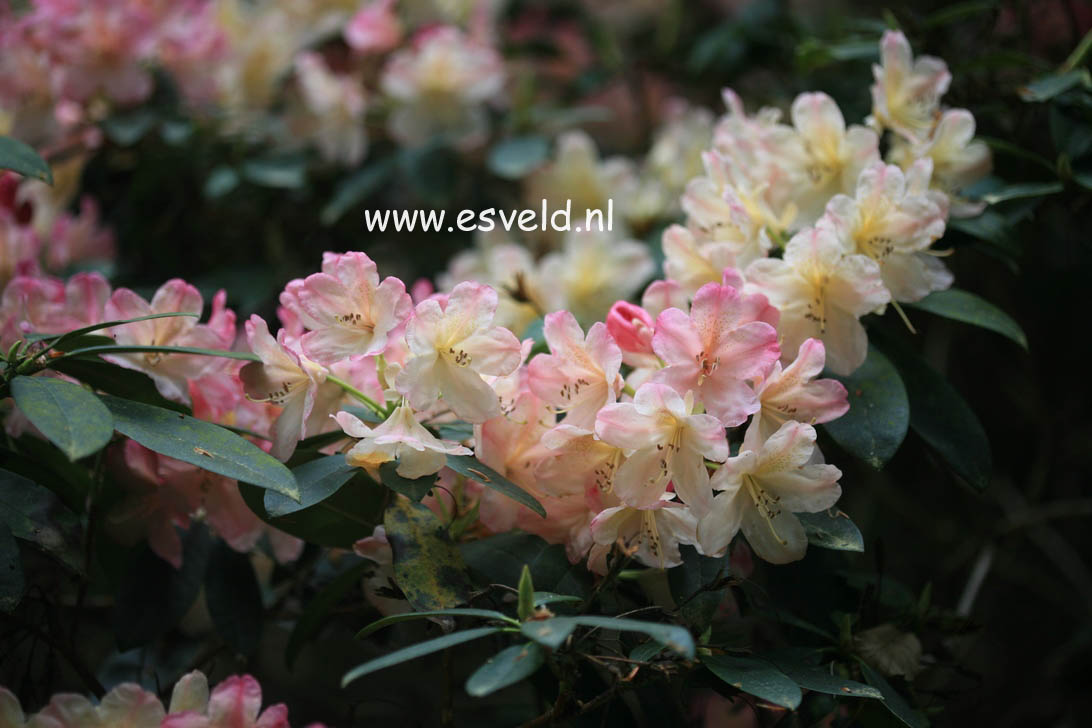 Rhododendron 'Percy Wiseman'