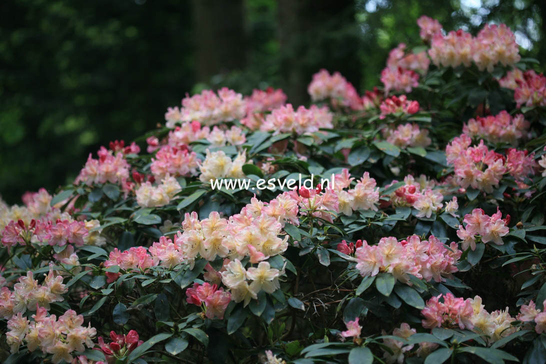 Rhododendron 'Percy Wiseman'