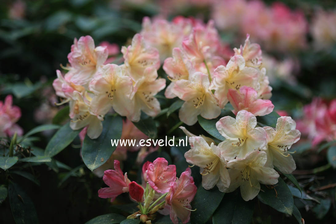 Rhododendron 'Percy Wiseman'