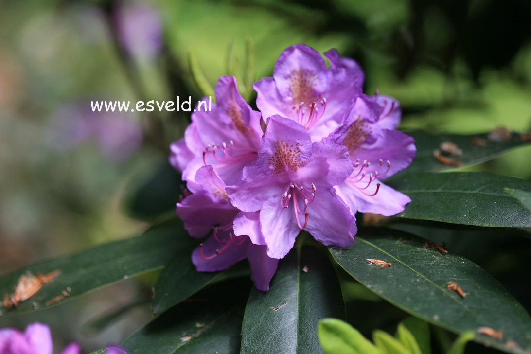 Rhododendron 'Catawbiense Grandiflorum'