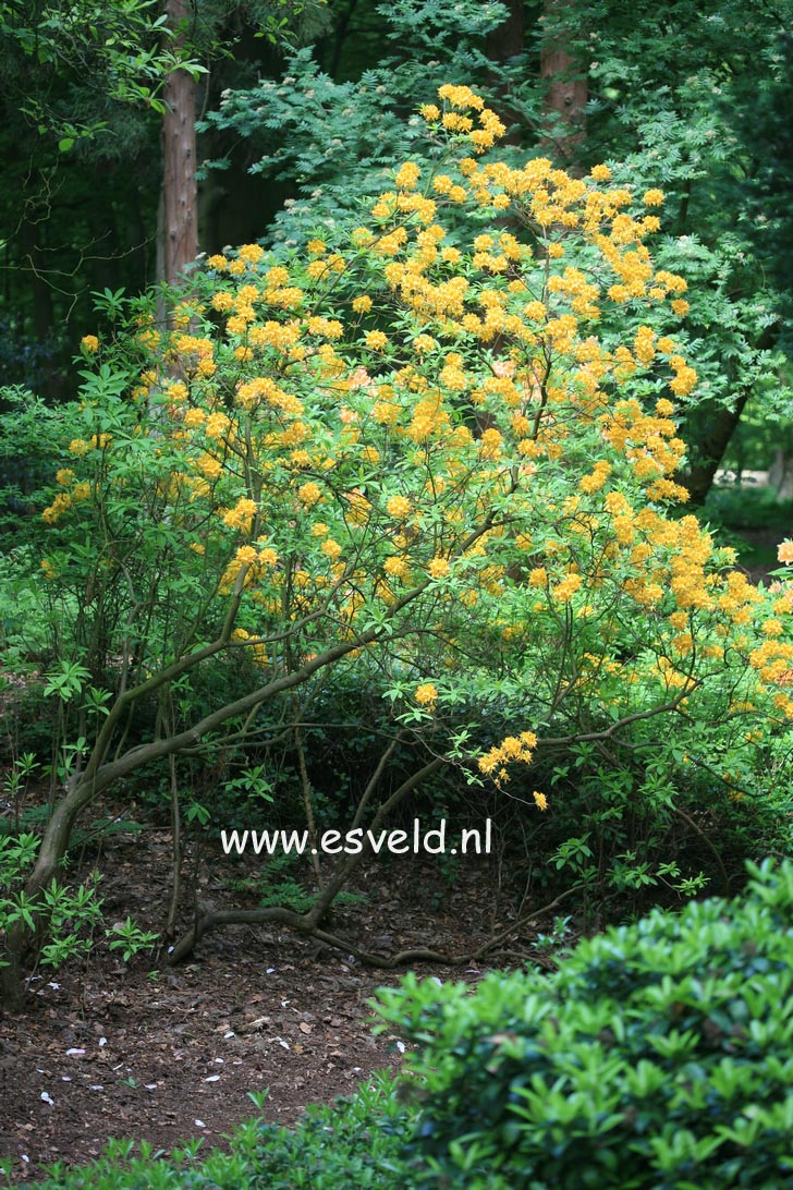 Rhododendron luteum