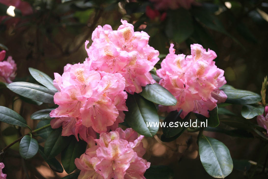 Rhododendron 'Roseum Elegans'