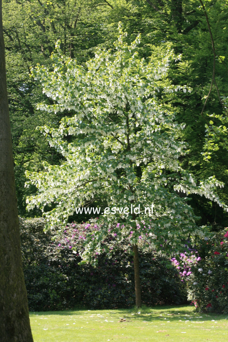 Davidia involucrata