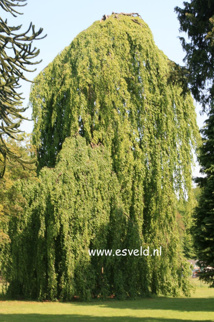 Fagus sylvatica 'Pendula'