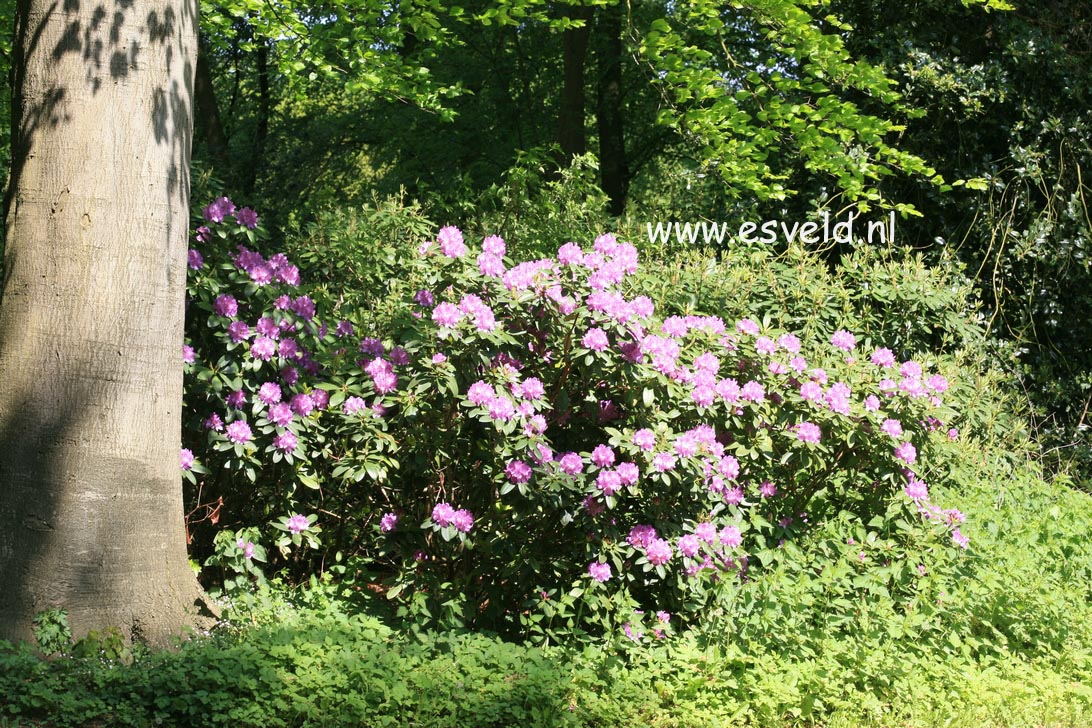 Rhododendron 'Catawbiense Grandiflorum'