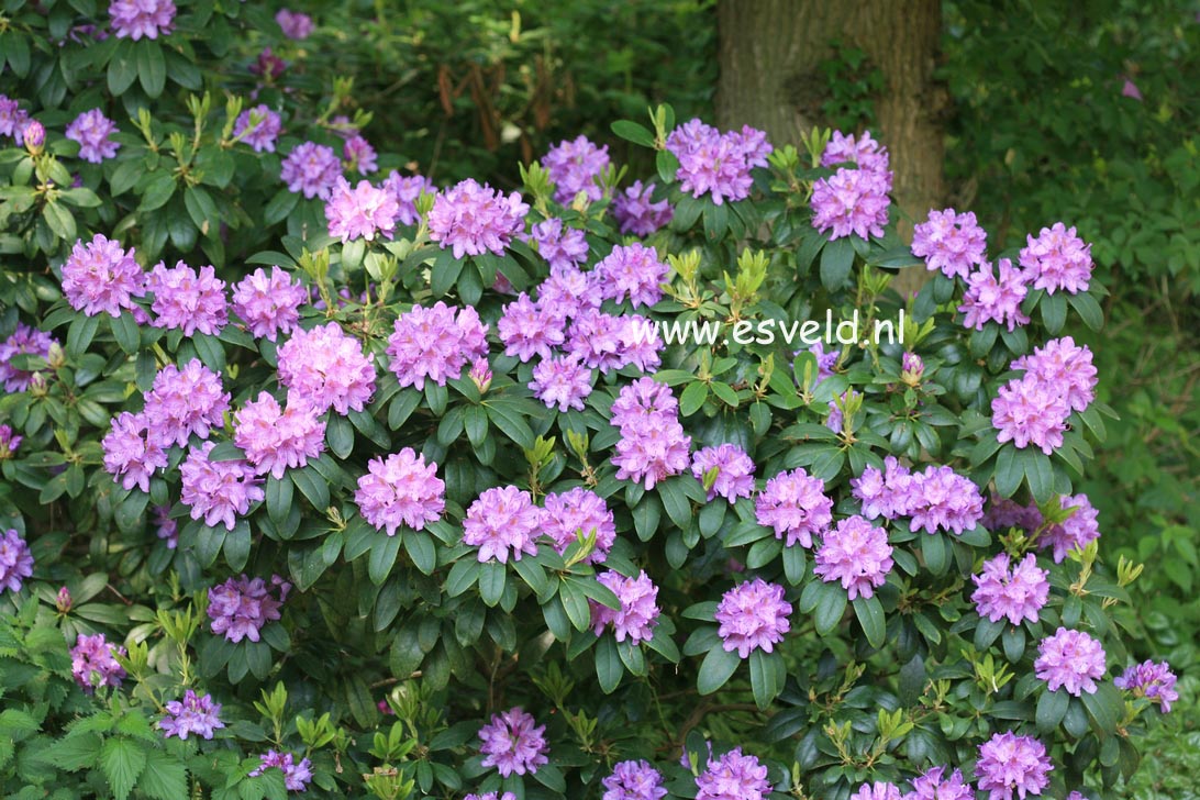 Rhododendron 'Catawbiense Grandiflorum'