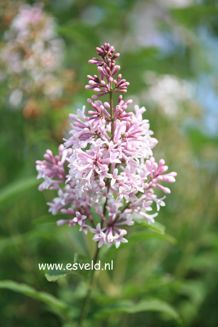 Syringa yunnanensis 'Prophecy'