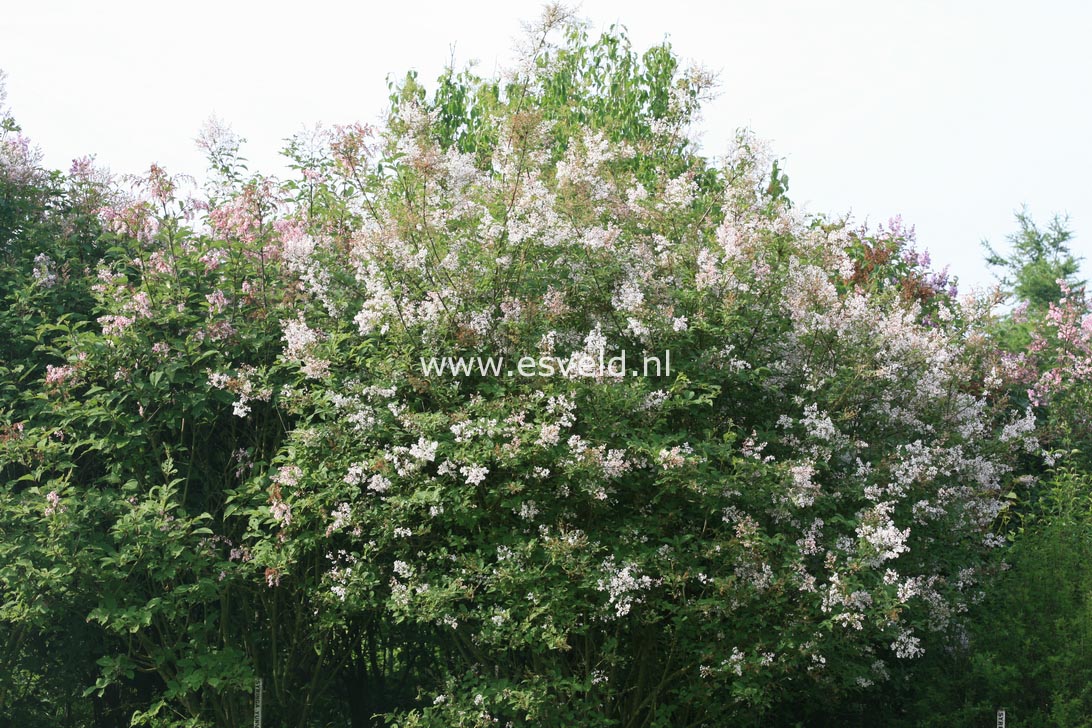 Syringa komarowii