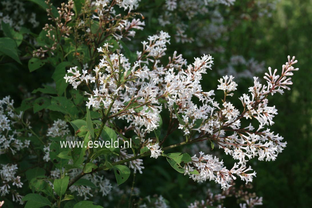 Syringa komarowii