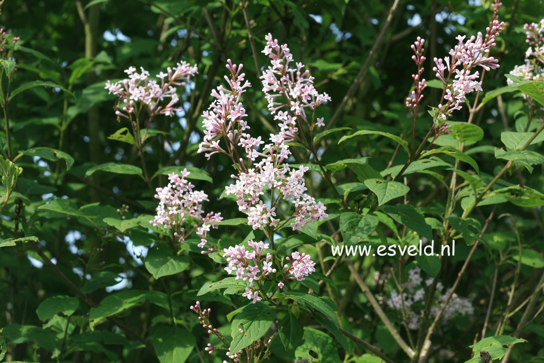 Syringa villosa 'Bretschneideri'