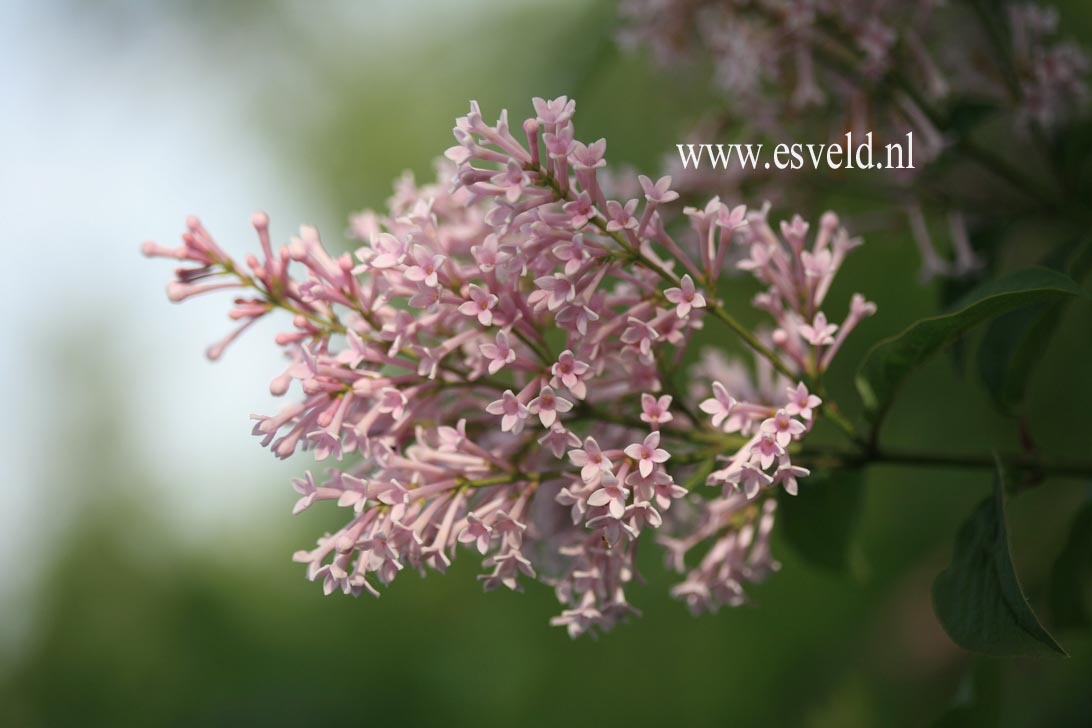 Syringa prestoniae 'Helen'