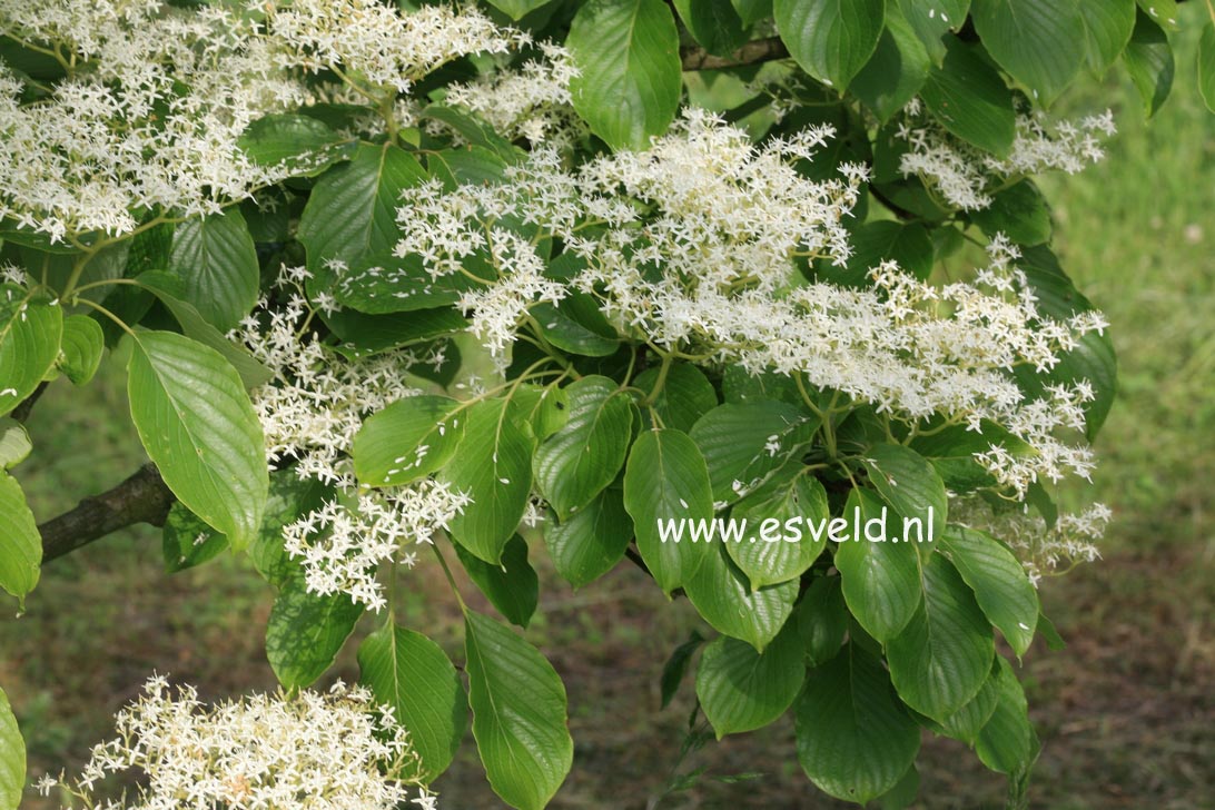 Cornus controversa