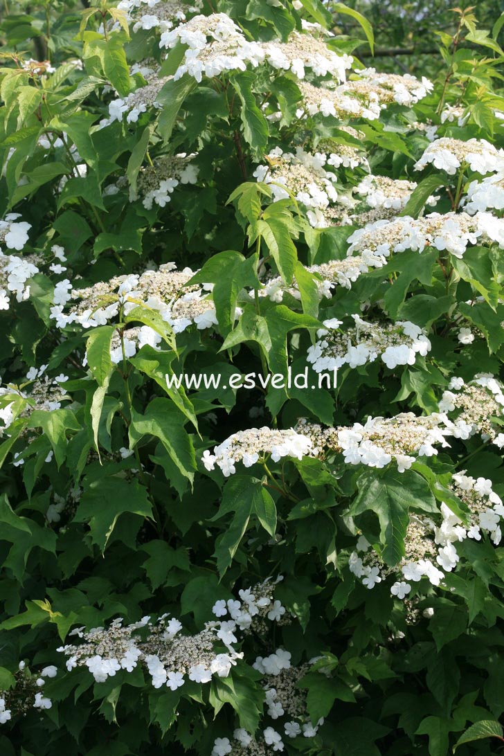 Viburnum sargentii 'Susquehanna'