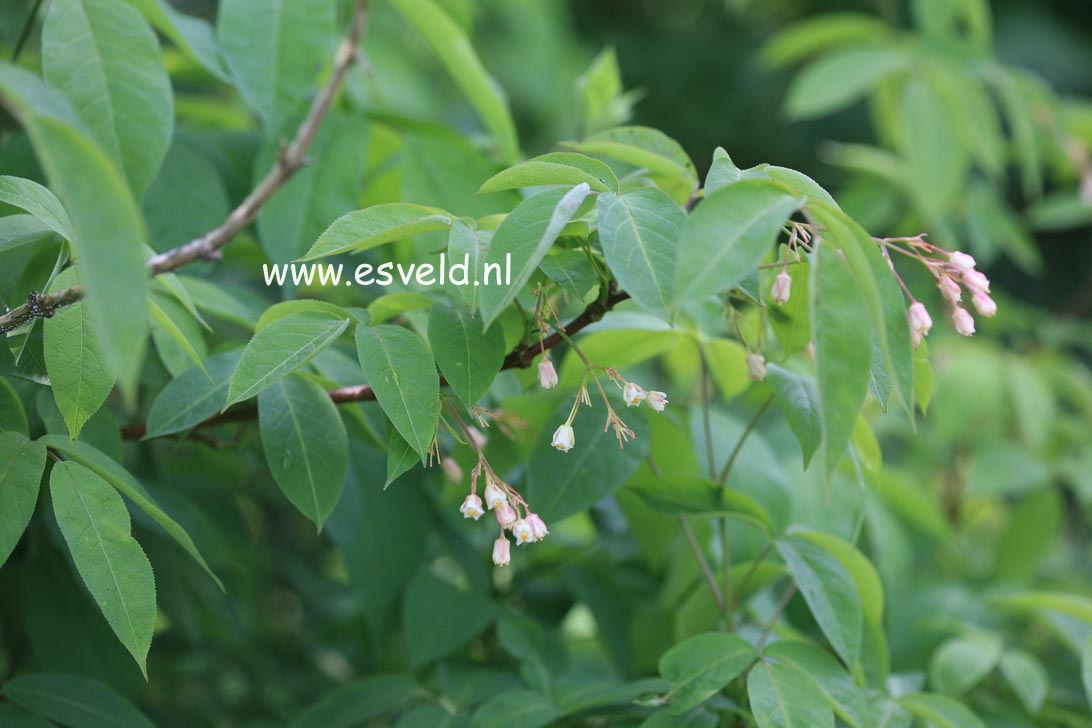 Staphylea trifolia