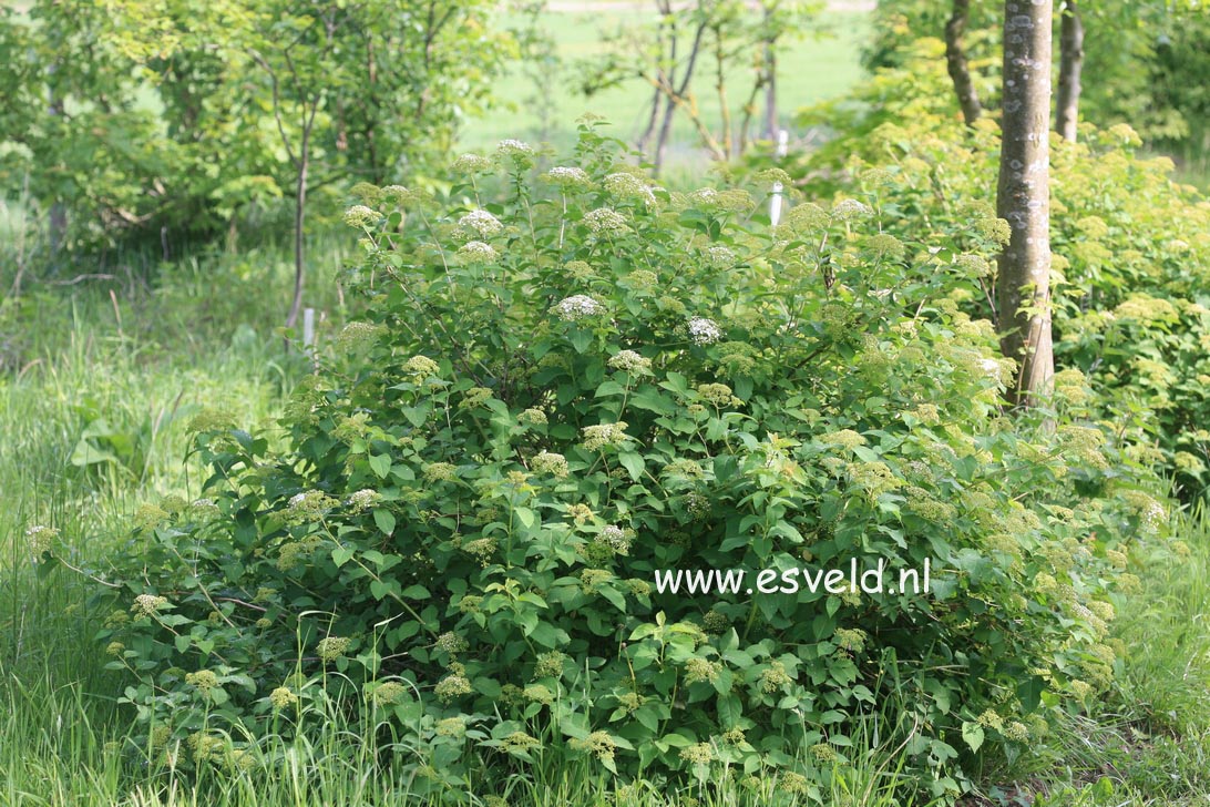 Spiraea corymbosa 'Ziggy Stardust'