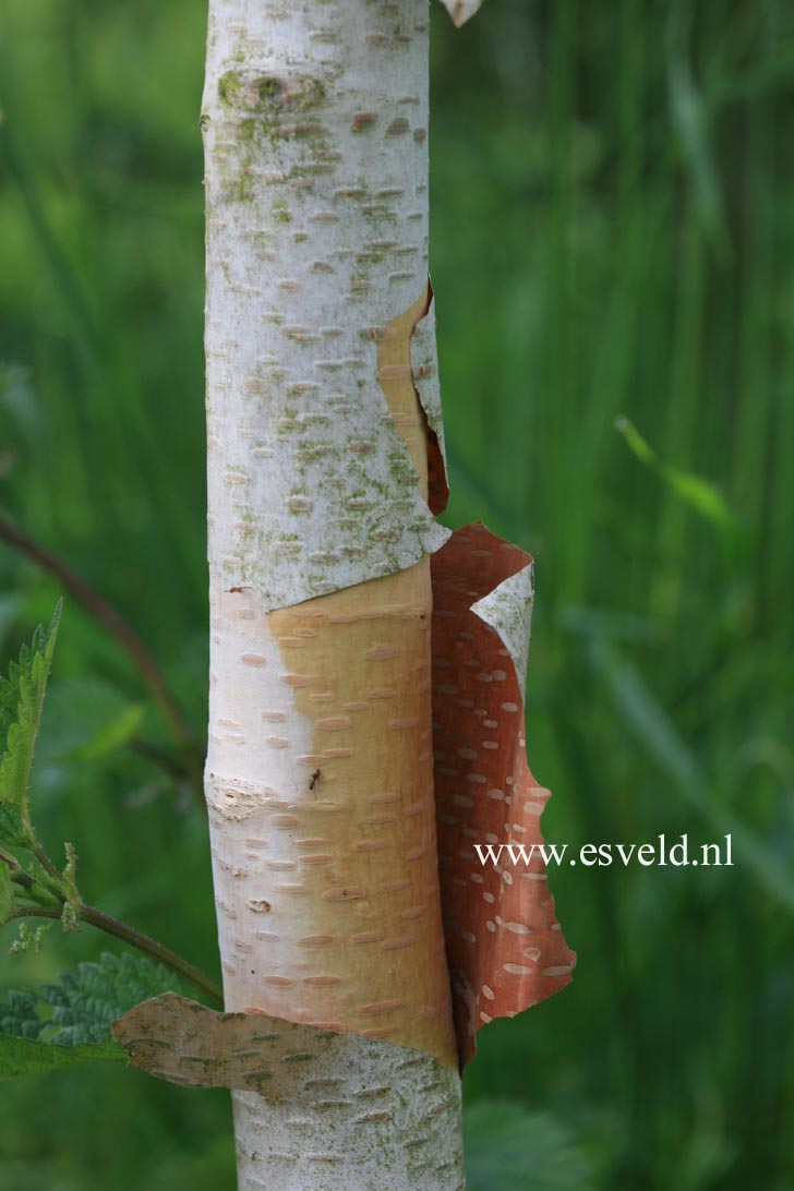 Betula utilis 'Marble Stem'