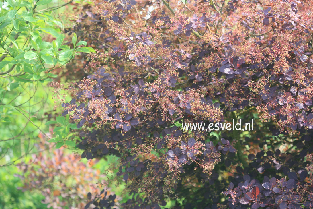 Cotinus coggygria 'Red Beauty'